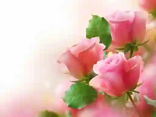 Peli Pink Roses verkossa