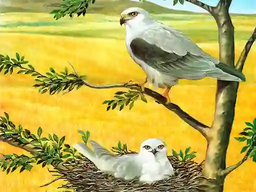 Peli Birds Of Prey Puzzle verkossa