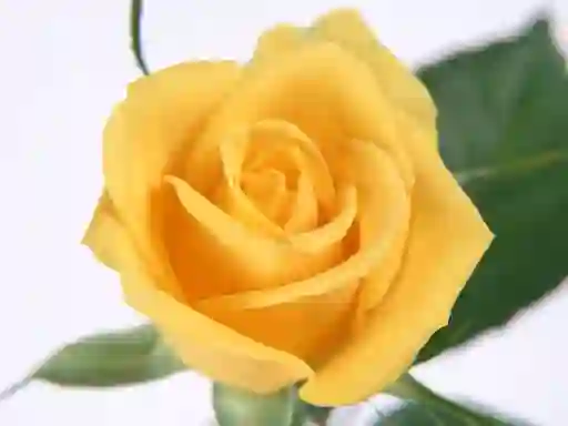 Peli Yellow Roses verkossa