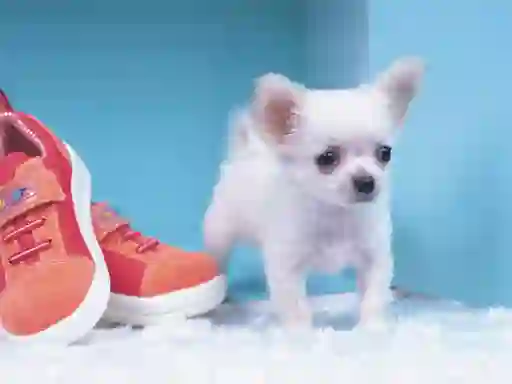 Peli Lovely Puppy Puzzle verkossa
