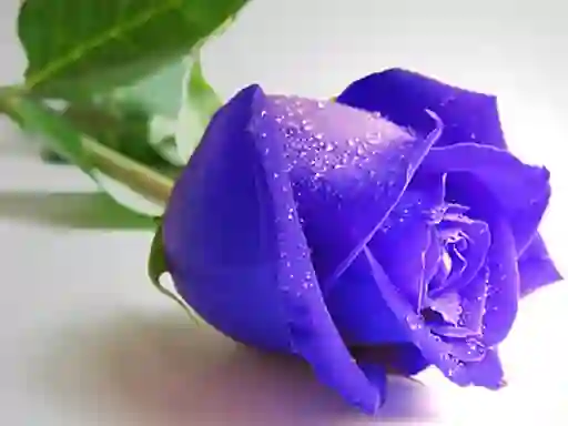 Peli Blue Roses verkossa