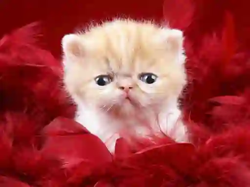 Peli Funny Kitty verkossa