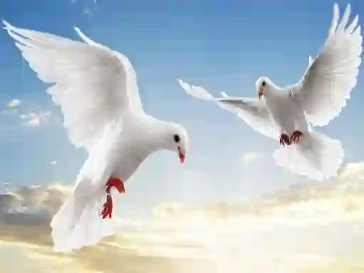 Peli Flying Birds verkossa