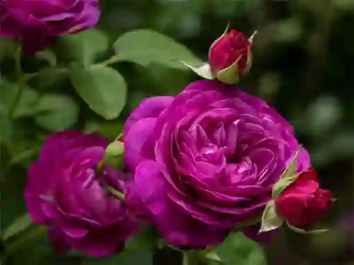 Peli Purple Roses verkossa