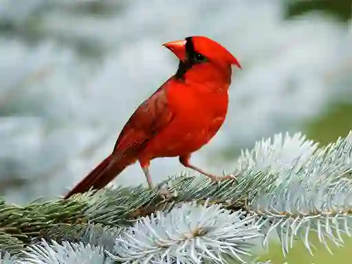 Peli Birds Puzzle verkossa