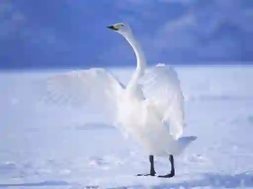 Peli Graceful Swans verkossa