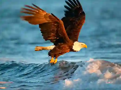Peli Animals Jigsaw Puzzle Eagle verkossa