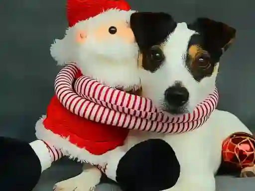 Peli Funny Christmas Dogs verkossa