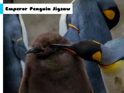 Peli Emperor Penguin Jigsaw verkossa