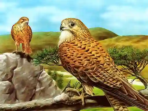 Peli Birds of Prey Slide verkossa