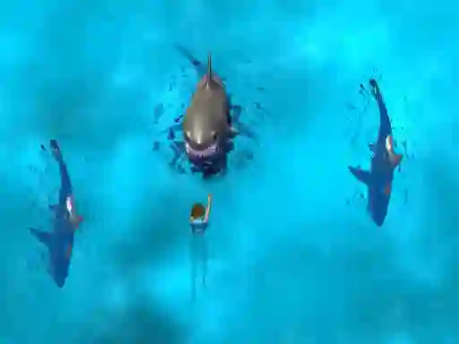 Peli Avoid the Sharks verkossa