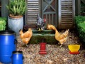 Peli Siipikarjatila Easter Escape  verkossa