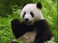 Peli Panda-palapeli  verkossa
