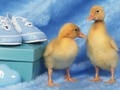 Peli Rakastettavia pieniä olentoja Palapeli  verkossa