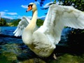 Peli Joutsenet Dia  verkossa