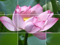 Peli Lotus kukat  verkossa