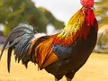 Peli Kotimaan lintujen palapeli  verkossa
