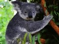 Peli Söpö Koala-karhu  verkossa