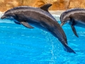 Peli Sea Dolphin -peli verkossa