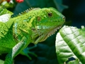 Peli Villi Iguana  verkossa