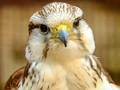 Peli Gyrfalcon -palapeli  verkossa