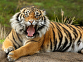 Peli Eläimet Jigsaw Puzzle Tiger  verkossa