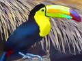 Peli Toucan Bird -pala verkossa