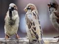 Peli Sparrow-perheen palapeli  verkossa