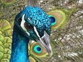 Peli Palapelisarja  verkossa