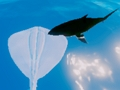 Peli Surffaavat rauskut  verkossa