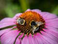 Peli Purppura Coneflower Jigsaw  verkossa
