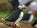 Peli Puffin Bird -pala verkossa