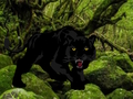 Peli Pakene Black Panther Forestista  verkossa