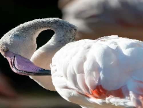 Peli Flamingo Bird -pala verkossa