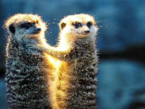 Peli Meerkat pari palapeli  verkossa