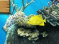 Peli Big Fish syö pieniä  verkossa